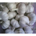 2010 new fresh garlic with HACCP approved
